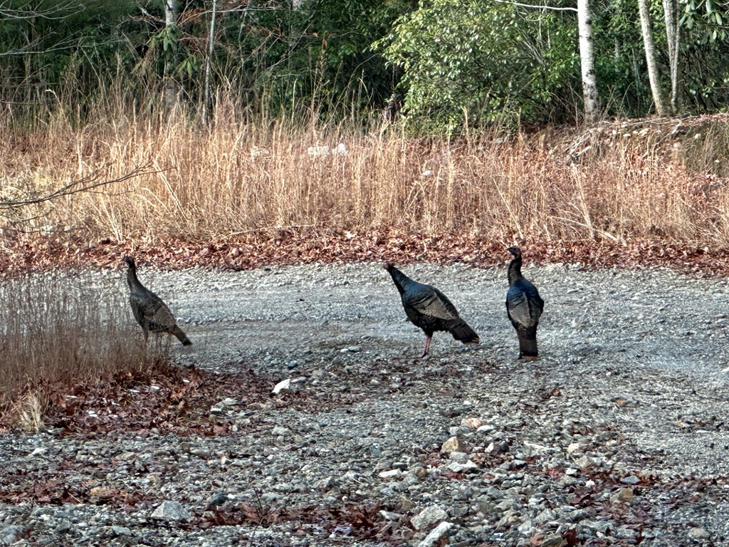 Visitors along the way through the subdivision